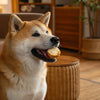 What Are Dogs' Favorite Treats? A Comprehensive Guide to Tail-Wagging Delights