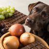 What Are Foods Dogs Can't Eat? A Comprehensive Guide for Pet Owners