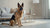 What Are Good Natural Dog Treats? A Comprehensive Guide for Pet Owners