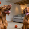 What Are Natural Dog Treats? A Comprehensive Guide for Pet Owners