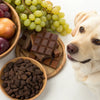 What Are Some Foods That Dogs Cannot Eat