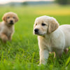 What Are the Best Dog Foods for Puppies? A Comprehensive Guide for New Puppy Parents