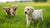 What Are the Best Dog Foods for Puppies? A Comprehensive Guide for New Puppy Parents