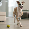 What Are the Best Dog Treats? A Comprehensive Guide for Pet Owners