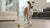 What Are the Best Dog Treats? A Comprehensive Guide for Pet Owners
