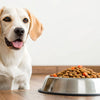 What Are the Disadvantages of Grain-Free Dog Food? Understanding the Risks and Realities