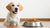 What Are the Disadvantages of Grain-Free Dog Food? Understanding the Risks and Realities