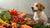 What Are the Foods Dogs Cannot Eat? Understanding Canine Nutrition-140295340271