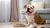 What Are the Healthiest Dog Treats? A Comprehensive Guide for Pet Parents
