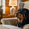 What Berries Can Dogs Eat? A Comprehensive Guide for Pet Owners