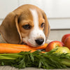 What Can a Puppy Eat Besides Dog Food? A Comprehensive Guide for Pet Owners