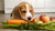 What Can a Puppy Eat Besides Dog Food? A Comprehensive Guide for Pet Owners
