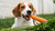 What Can Dogs Eat Apart From Dog Food? A Comprehensive Guide for Pet Owners-140295897327