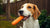 What Can Dogs Eat Besides Dog Food? A Comprehensive Guide for Pet Owners-140403441903