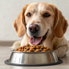What Can Dog Eat From Human Food: A Safe Snack Guide