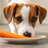 What Can Dogs Eat in Human Food: A Guide to Safe Snacking