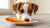 What Can Dogs Eat in Human Food? A Comprehensive Guide for Pet Parents