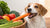 What Can Dogs Eat Instead of Dog Food? Essential Guide for Pet Owners