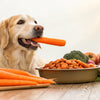 What Can Dogs Eat Other Than Dog Food? A Comprehensive Guide