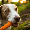 What Can Dogs Eat That's Not Dog Food? A Comprehensive Guide for Pet Parents