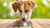 What Can Dogs Eat When Out of Dog Food? A Comprehensive Guide for Pet Parents-140407144687