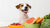 What Can Dogs Eat When There Is No Dog Food? A Comprehensive Guide for Pet Owners-140297666799