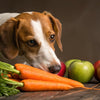 What Can Dogs Eat When They Run Out of Food? A Comprehensive Guide for Pet Parents