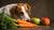 What Can Dogs Eat When They Run Out of Food? A Comprehensive Guide for Pet Parents