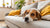 What Can Happen If a Dog Eats Moldy Food: Understanding the Risks and Safeguarding Your Pet-140294488303