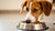 What Can I Add to Dog Food for Weight Gain? A Comprehensive Guide for Pet Owners