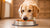 What Can I Feed My Dog to Gain Weight? A Complete Guide for Pet Owners