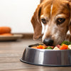What Can I Feed My Old Dog to Gain Weight? Tips for Healthy Weight Management