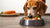 What Can I Feed My Old Dog to Gain Weight? Tips for Healthy Weight Management