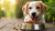 What Can I Give My Dog to Gain Weight Fast? A Comprehensive Guide