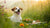 What Can I Give My Dog to Help Gain Weight: A Comprehensive Guide for Pet Parents