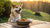 What Can I Give My Dog with Food Allergies? A Comprehensive Guide to Keeping Your Furry Friend Happy and Healthy-141095502063