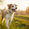 What Can Make My Dog Gain Weight? A Comprehensive Guide for Pet Owners