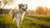 What Can Make My Dog Gain Weight? A Comprehensive Guide for Pet Owners