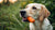 What Can My Dog Eat Besides Dog Food? Exploring Nutritional Alternatives-140408127727