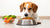 What Can My Dog Eat Instead of Dog Food? A Complete Guide for Pet Owners