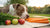 What Can Pitbulls Eat Besides Dog Food? A Comprehensive Guide for Dog Owners