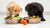 What Can Puppies Eat Besides Dog Food? A Comprehensive Guide for Pet Parents