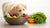 What Can Puppies Eat Other Than Dog Food? A Comprehensive Guide to Canine Nutrition