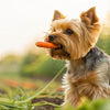 What Can Yorkies Eat Besides Dog Food? A Comprehensive Guide for Pet Parents