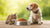 What Cat Food Can Dogs Eat? Understanding the Risks and Benefits-140213256431