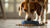 What Causes Dogs to Dine Away from Their Bowls?