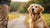 What Do Certain Dog Behaviors Mean: Decoding Canine Communication-141046972655