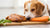 What Do Dogs Eat Besides Dog Food? Exploring Safe Alternatives for Our Furry Friends-140406030575