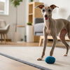 What Do Dogs Need in Their Diet: The Essential Guide for Pet Owners