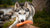 What Do Huskies Eat Besides Dog Food? Exploring Dietary Options for Our Furry Friends